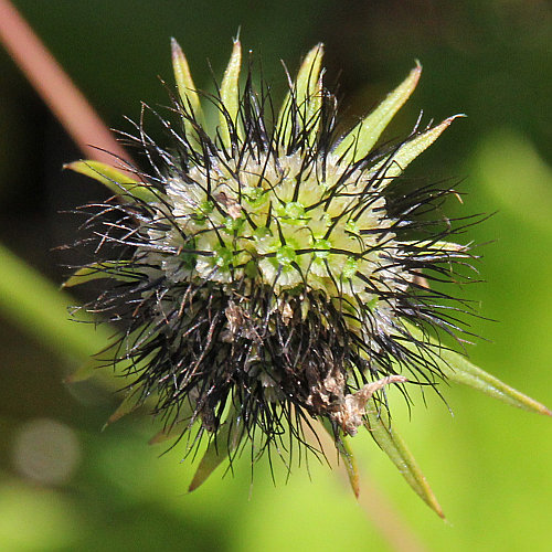 Tauben-Skabiose / Scabiosa columbaria