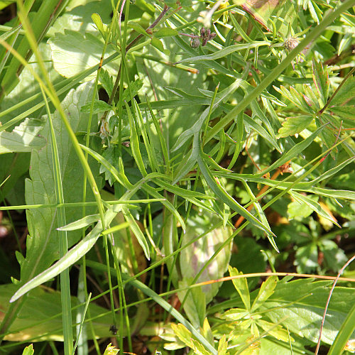 Tauben-Skabiose / Scabiosa columbaria