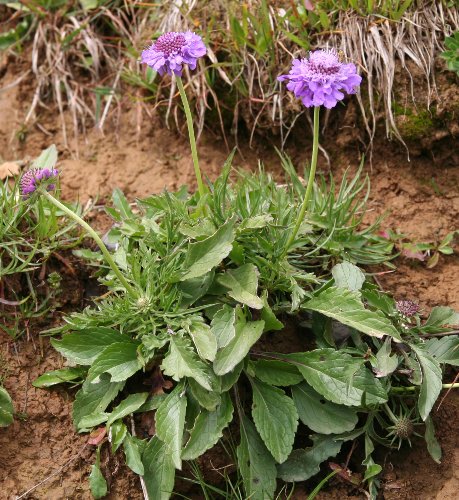 Glänzende Skabiose / Scabiosa lucida