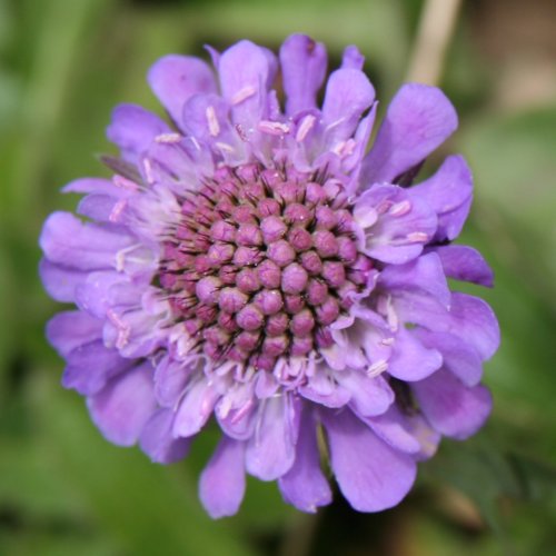 Glänzende Skabiose / Scabiosa lucida