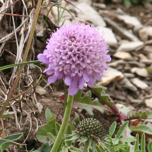 Glänzende Skabiose / Scabiosa lucida