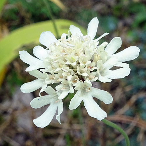 Gelbe Skabiose / Scabiosa ochroleuca