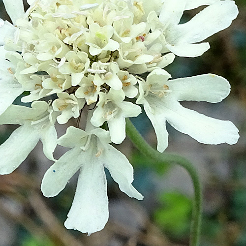 Gelbe Skabiose / Scabiosa ochroleuca