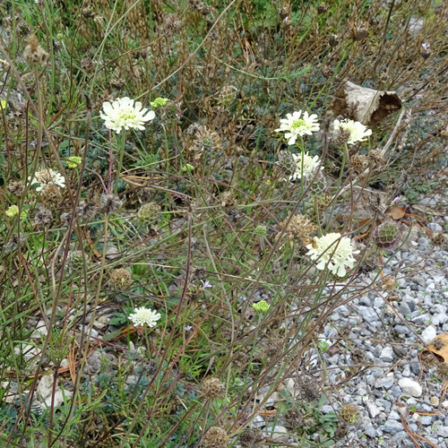 Gelbe Skabiose / Scabiosa ochroleuca