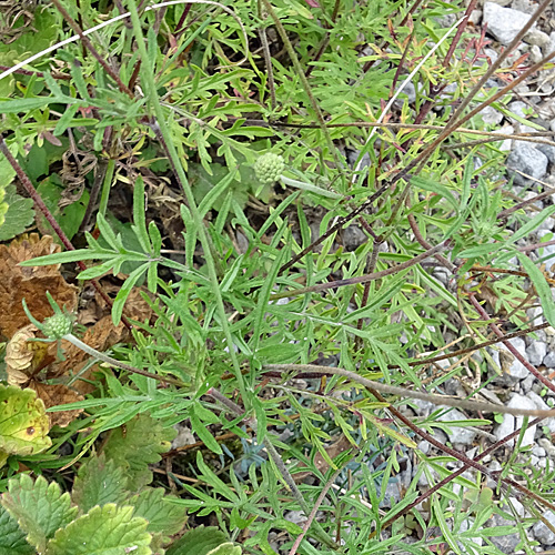 Gelbe Skabiose / Scabiosa ochroleuca