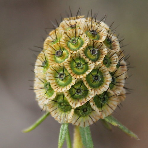 Südliche Skabiose / Scabiosa triandra