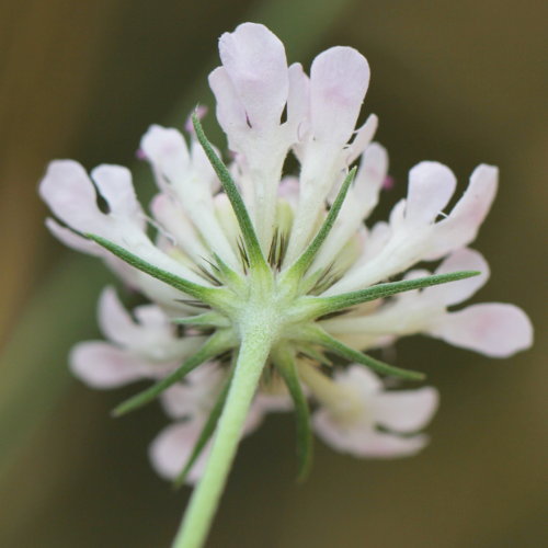 Südliche Skabiose / Scabiosa triandra