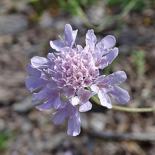 Südliche Skabiose / Scabiosa triandra