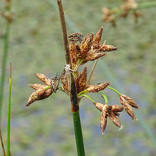 See-Flechtbinse / Schoenoplectus lacustris