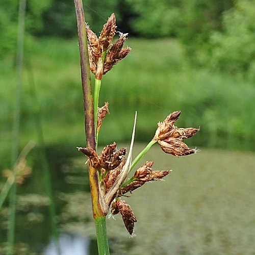 See-Flechtbinse / Schoenoplectus lacustris