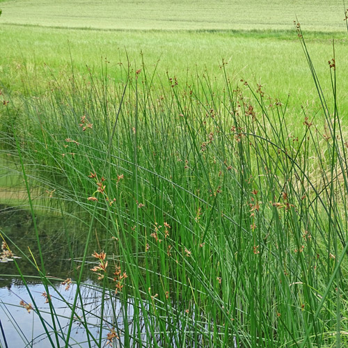 See-Flechtbinse / Schoenoplectus lacustris