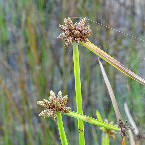 Stachelige Flechtbinse / Schoenoplectus mucronatus