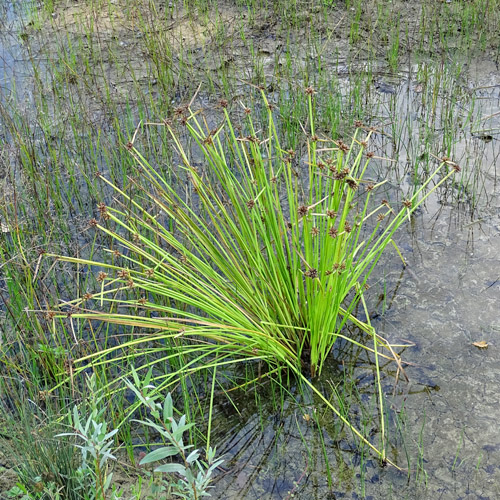 Stachelige Flechtbinse / Schoenoplectus mucronatus