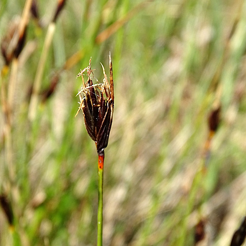 Rostrote Kopfbinse / Schoenus ferrugineus