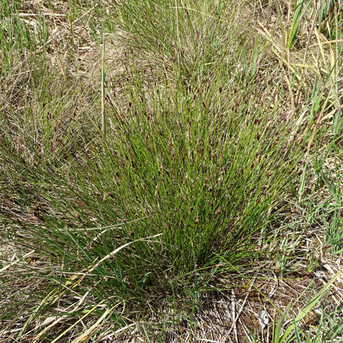 Rostrote Kopfbinse / Schoenus ferrugineus