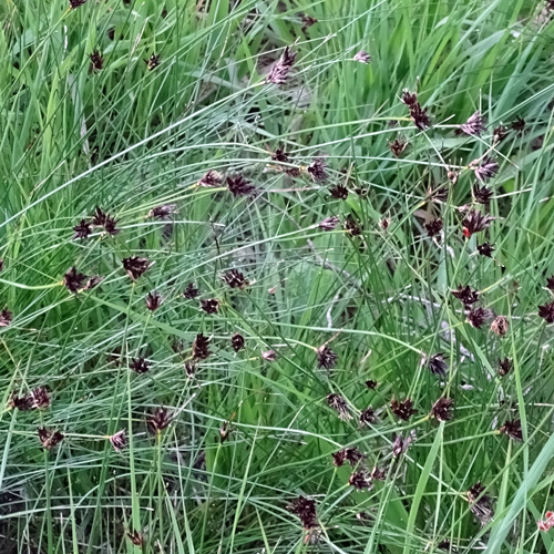 Schwärzliche Kopfbinse / Schoenus nigricans