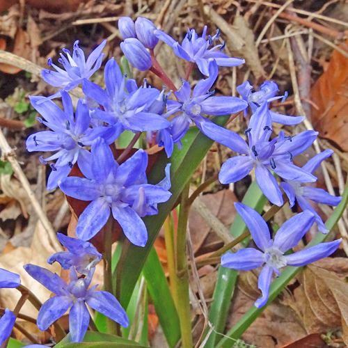 Zweiblättriger Blaustern / Scilla bifolia