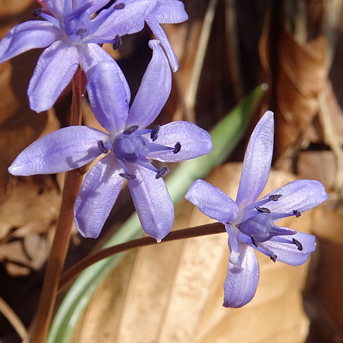 Zweiblättriger Blaustern / Scilla bifolia