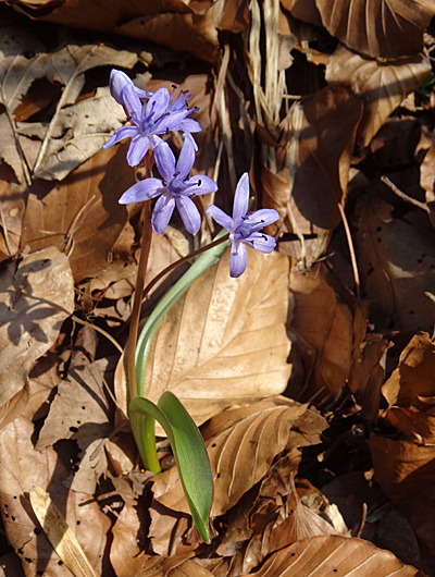 Zweiblättriger Blaustern / Scilla bifolia