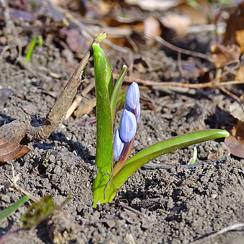 Zweiblättriger Blaustern / Scilla bifolia