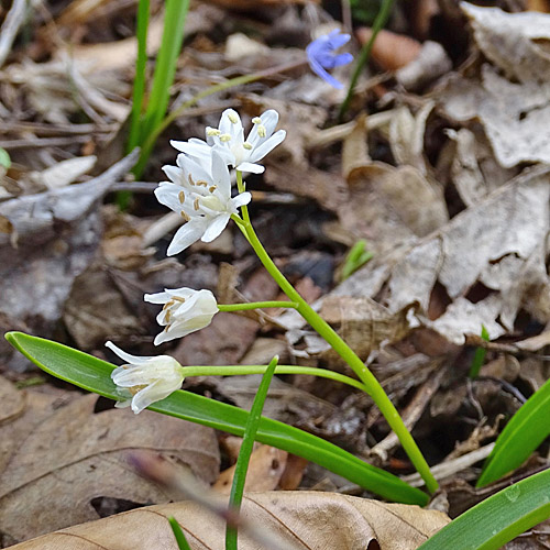 Zweiblättriger Blaustern / Scilla bifolia