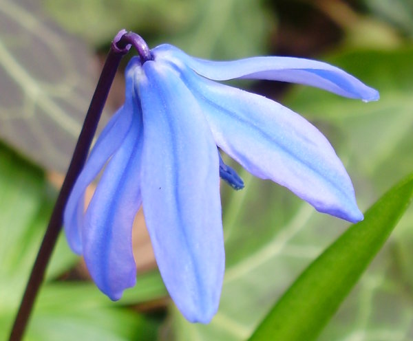 Sibirischer Blaustern / Scilla siberica