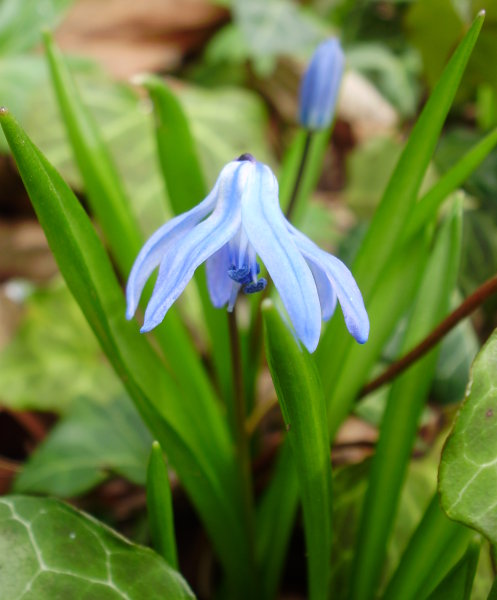 Sibirischer Blaustern / Scilla siberica