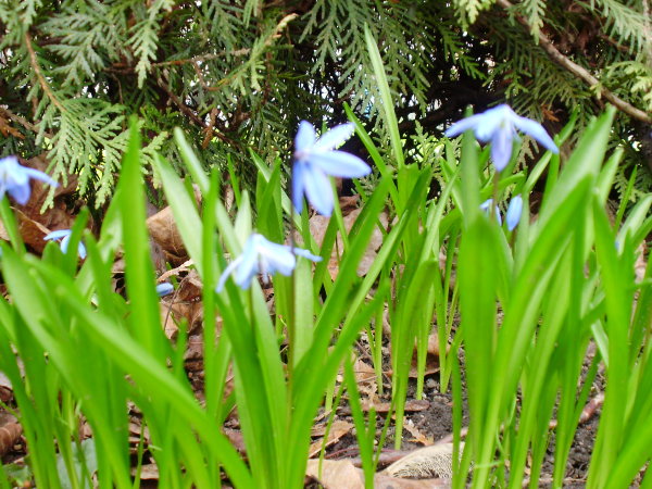 Sibirischer Blaustern / Scilla siberica