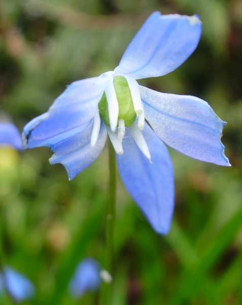 Sibirischer Blaustern / Scilla siberica