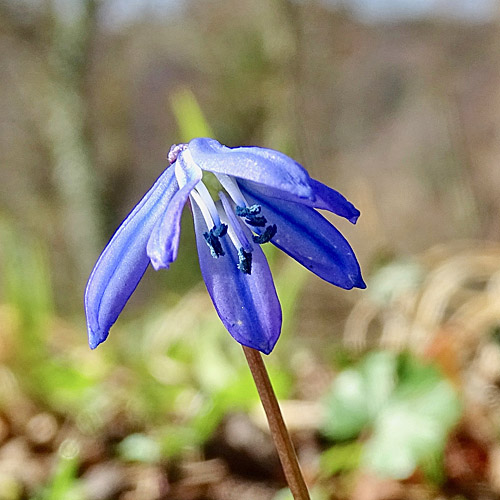 Sibirischer Blaustern / Scilla siberica