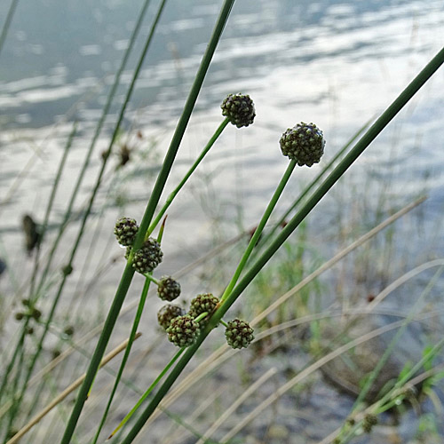 Römische Kugelbinse / Scirpoides holoschoenus subsp. australis