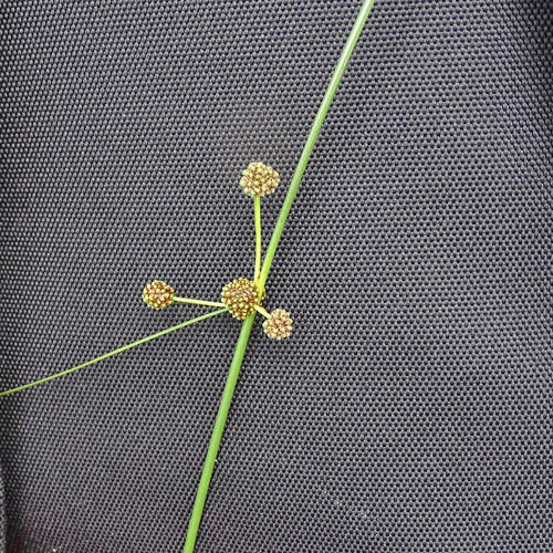 Römische Kugelbinse / Scirpoides holoschoenus subsp. australis
