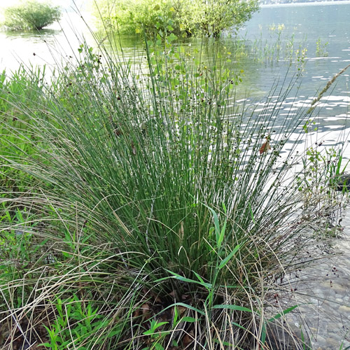 Römische Kugelbinse / Scirpoides holoschoenus subsp. australis