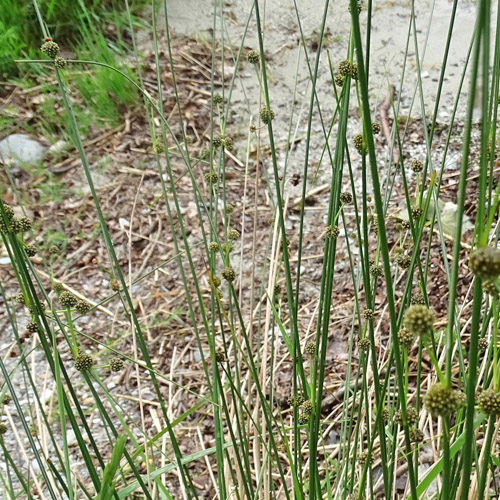 Römische Kugelbinse / Scirpoides holoschoenus subsp. australis