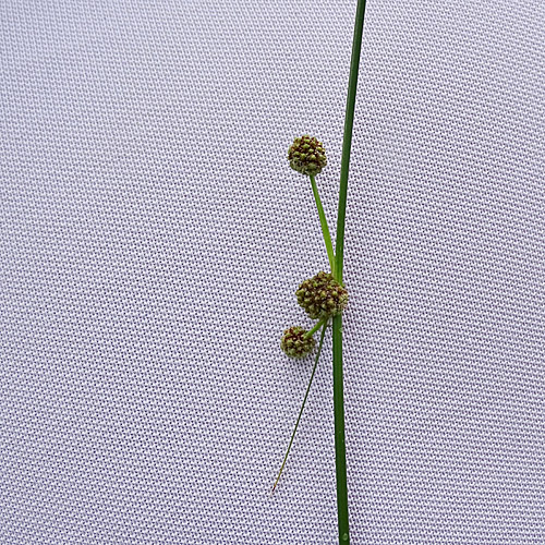 Römische Kugelbinse / Scirpoides holoschoenus subsp. australis