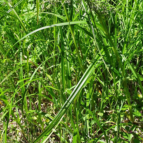 Waldbinse / Scirpus sylvaticus