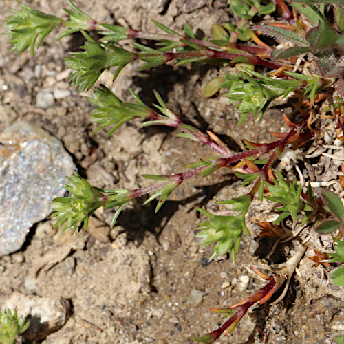 Gewöhnlicher Einjähriger Knäuel / Scleranthus annuus subsp. annuus