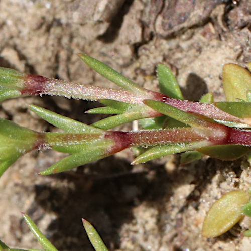 Gewöhnlicher Einjähriger Knäuel / Scleranthus annuus subsp. annuus