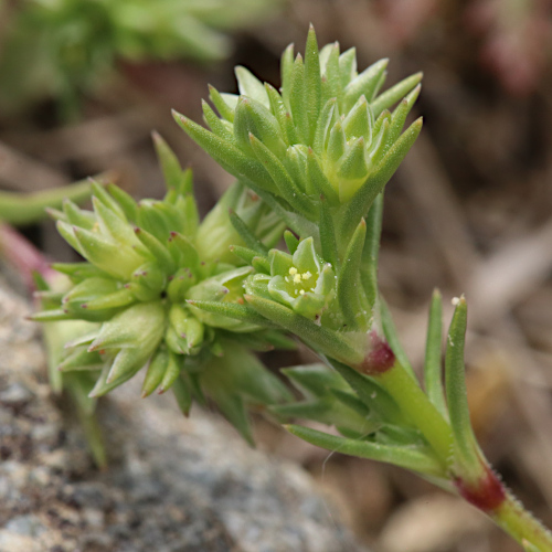 Gewöhnlicher Einjähriger Knäuel / Scleranthus annuus subsp. annuus