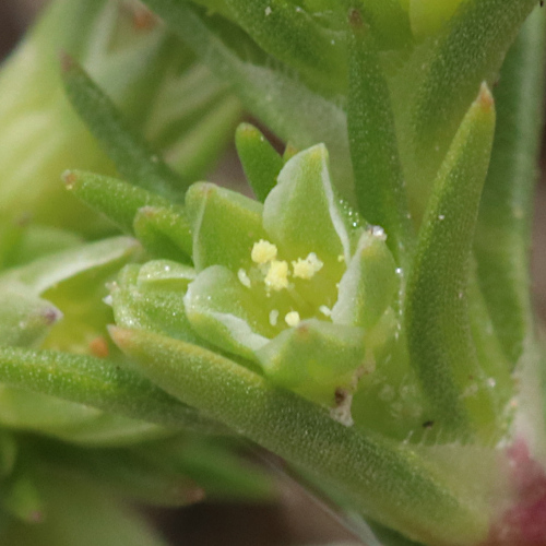 Gewöhnlicher Einjähriger Knäuel / Scleranthus annuus subsp. annuus