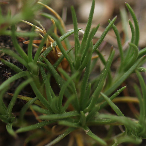 Ausdauernder Knäuel / Scleranthus perennis