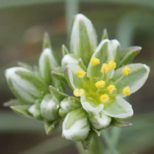 Ausdauernder Knäuel / Scleranthus perennis