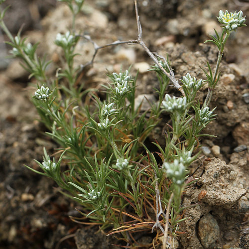 Ausdauernder Knäuel / Scleranthus perennis