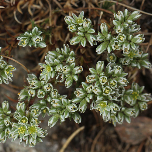 Ausdauernder Knäuel / Scleranthus perennis