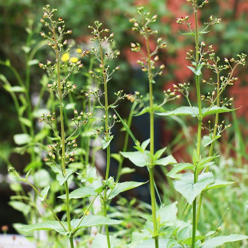 Knotige Braunwurz / Scrophularia nodosa