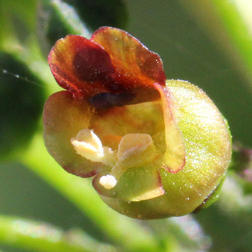 Knotige Braunwurz / Scrophularia nodosa