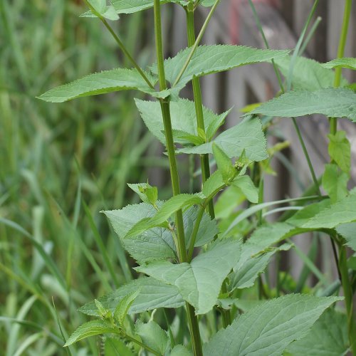 Knotige Braunwurz / Scrophularia nodosa