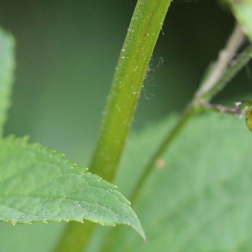 Knotige Braunwurz / Scrophularia nodosa