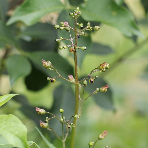 Knotige Braunwurz / Scrophularia nodosa