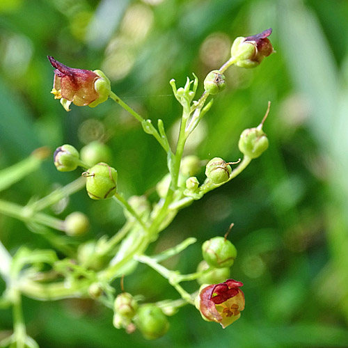 Geflügelte Braunwurz / Scrophularia umbrosa